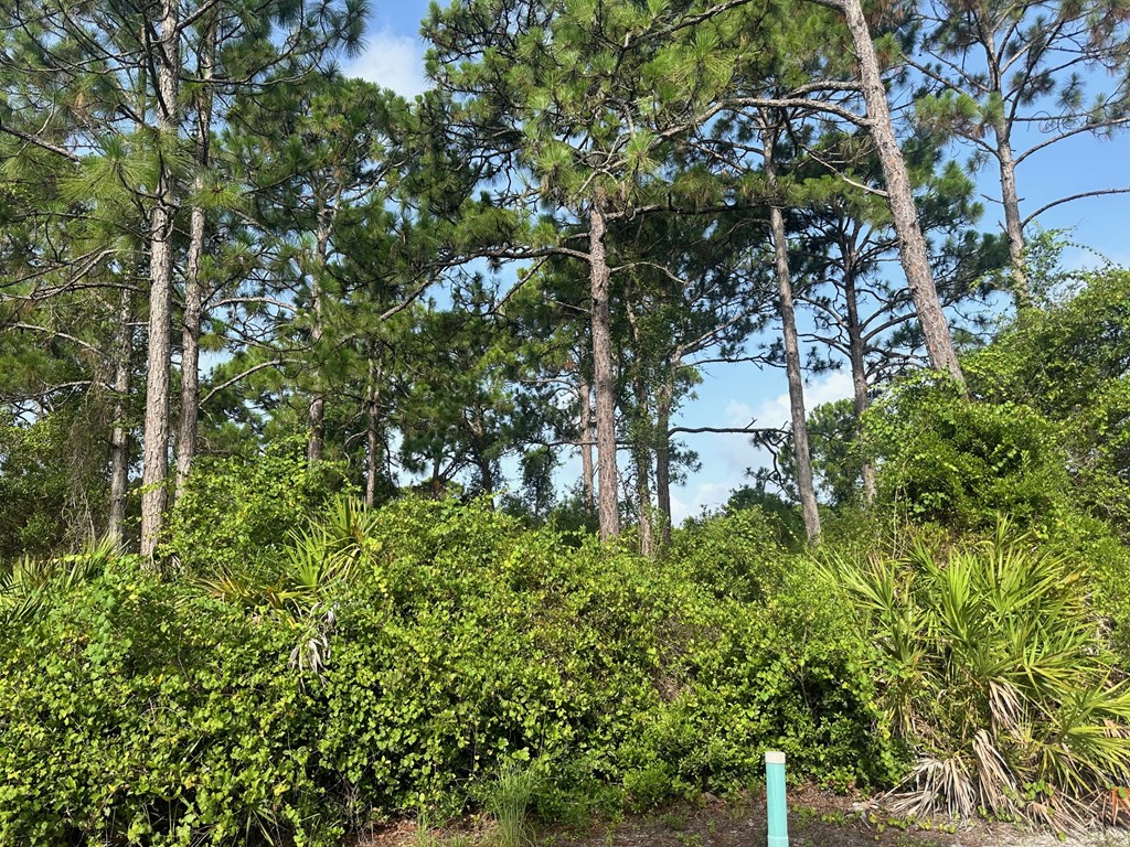 318116 Photo 2
